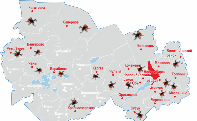 Карта клещей-2021 Новосибирской области: 23 опасных района