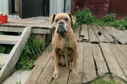 Боксер-найденыш Бадди из Музея археологии ищет новый дом в Новосибирске