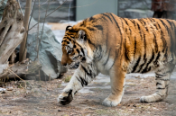 Новосибирский зоопарк перешёл на летний график работы с 30 марта