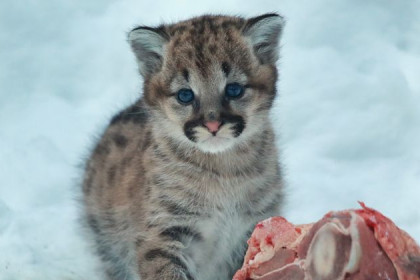Голубоглазого котенка пумы показал Новосибирский зоопарк 