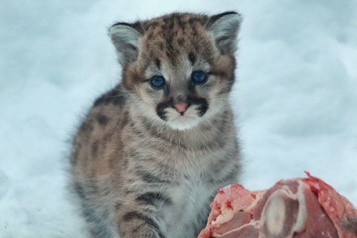 Голубоглазого котенка пумы показал Новосибирский зоопарк 