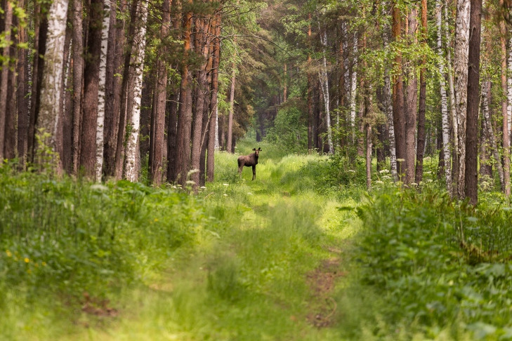 Семь человек за неделю потерялись в лесах Новосибирской области