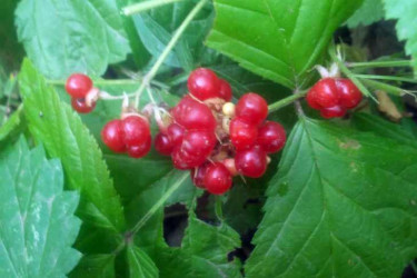 «Сибирский гранат» ведрами собирают жители Новосибирска