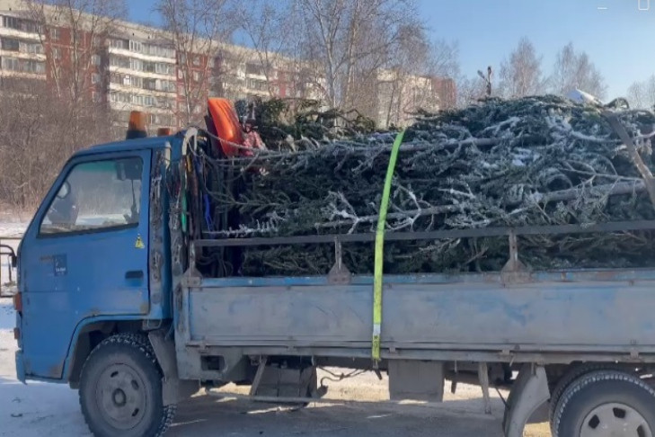 Почти 100 елок-нелегалов лишили новогоднего праздника в Новосибирске