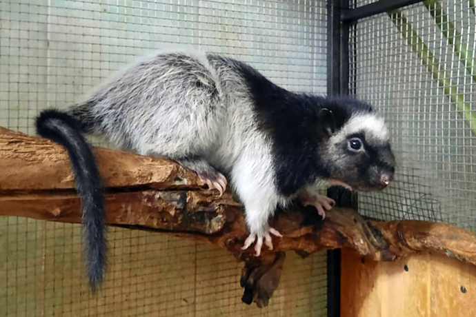 Вымирающая крыса впервые появилась в Новосибирском зоопарке 
