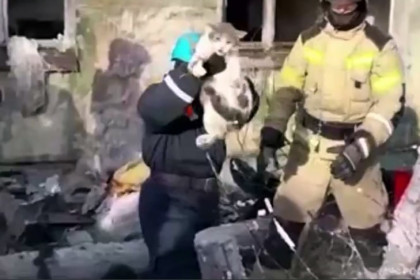 Кота спасли из-под завалов на месте обрушения дома в Новосибирске