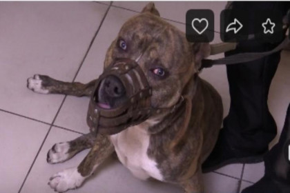 Полицейские раскрыли кражу бойцовского пса с Речного вокзала в Новосибирске