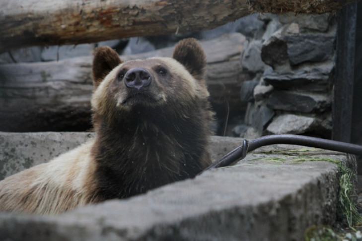 Медведям Новосибирского зоопарка дадут поохотиться