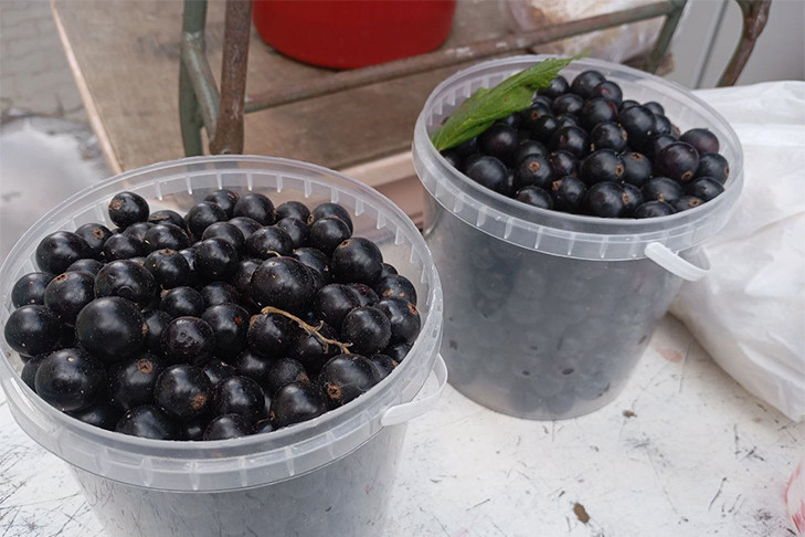 Черной смородиной по цене лесной земляники начали торговать в Новосибирске