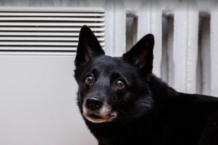 Дату открытия приюта для животных на Малыгина назвали в Новосибирске