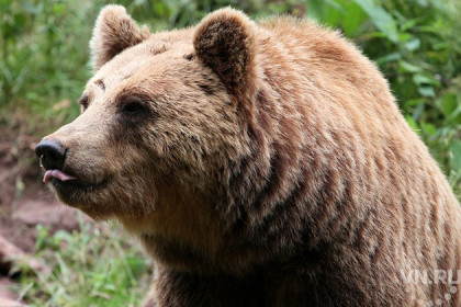 Медведица напала на жительницу Новосибирской области 