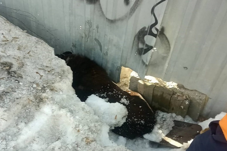 Застрявшую под забором упитанную собаку вызволяли лопатами в Новосибирске