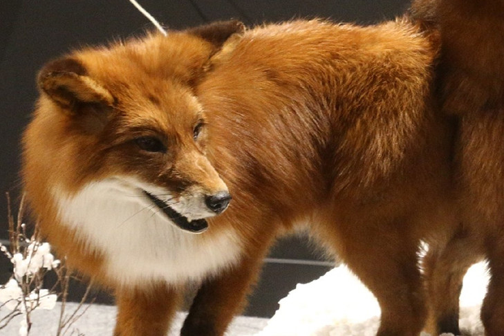 «Ситуация напряженная»: лиса принесла бешенство в поселок под Новосибирском