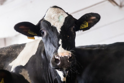 Названы сроки восстановления поголовья скота в Новосибирской области