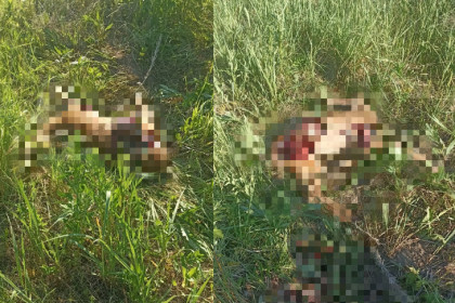 Под Новосибирском стая бродячих собак загрызла косулю