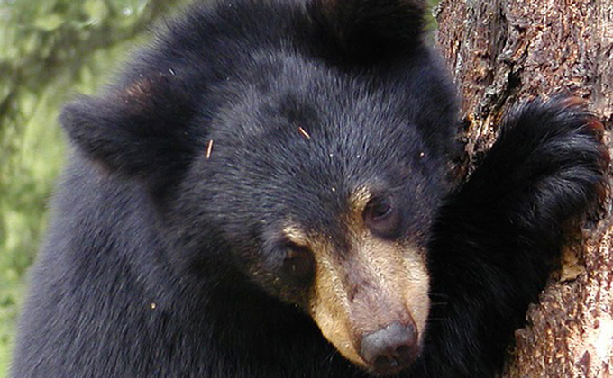 Одинокий медвежонок перепугался людей в Колыванском районе