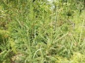 Новосибирский филиал Рослесозащиты подвел итоги мониторинга состояния лесов