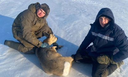 Скользила на льду: новосибирцы спасли застрявшую на дамбе косулю