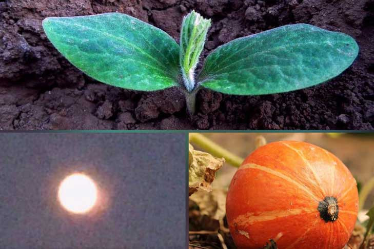 Слабые стороны лунного календаря назвали новосибирские эксперты