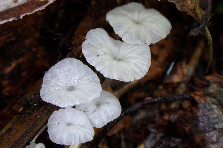 Редкий гриб из царства эльфов нашла жительница Новосибирска