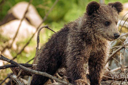 Собаки загнали на березу медвежонка в Кыштовке