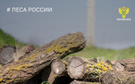 Новосибирская область в тройке лидеров по борьбе с незаконными рубками леса