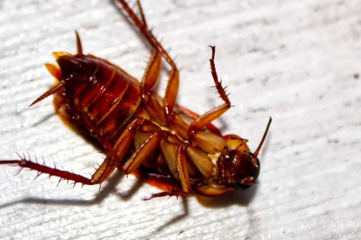 Вероятность массового возвращения тараканов оценили ученые