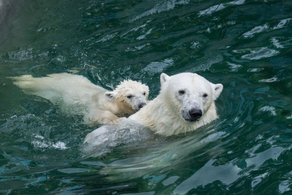 Остановить продажу белых медвежат Шайны и Норди требуют новосибирцы