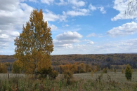 В Новосибирской области подписали приказы об отстреле ещё четырёх медведей