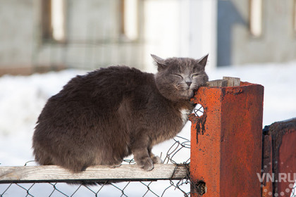 Милота и девять жизней: День кошек в Новосибирске