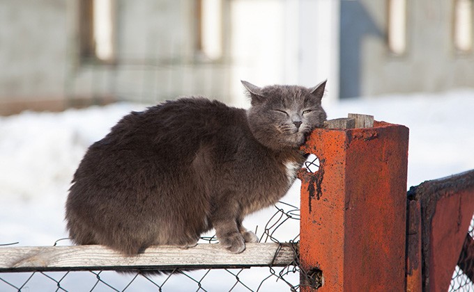 Милота и девять жизней: День кошек в Новосибирске