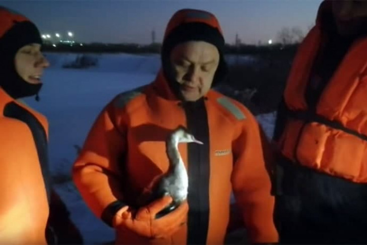 Птица-поганка стала заложницей Юго-Западного котлована в Новосибирске
