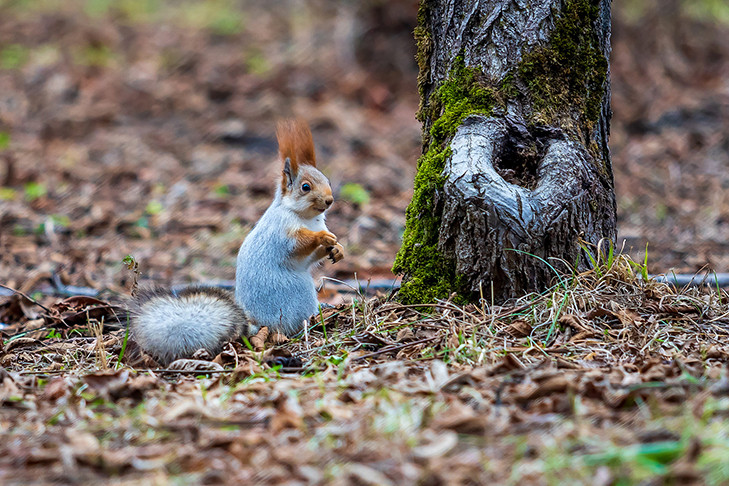 В Новосибирске станет еще теплее в день Лонгина Сотника 29 октября