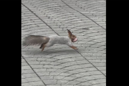 Шесть бельчат в зубах: в зоопарке Новосибирска сняли миграцию семьи белок