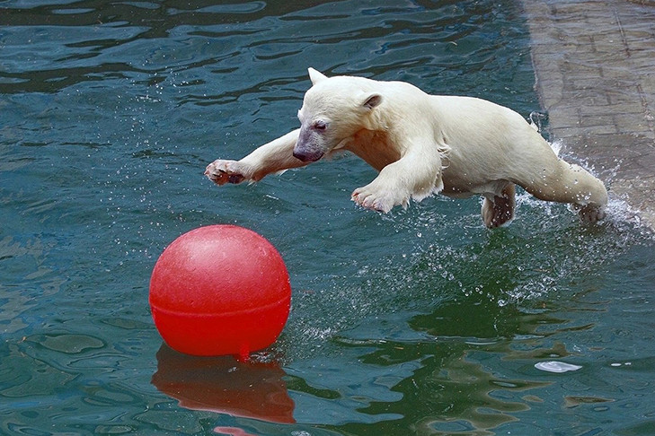 Белые медведи открыли купальный сезон-2024 в Новосибирском зоопарке