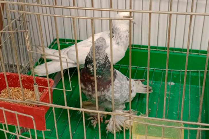 Голубей-мигрантов депортировали самолетом из Новосибирска в Таджикистан