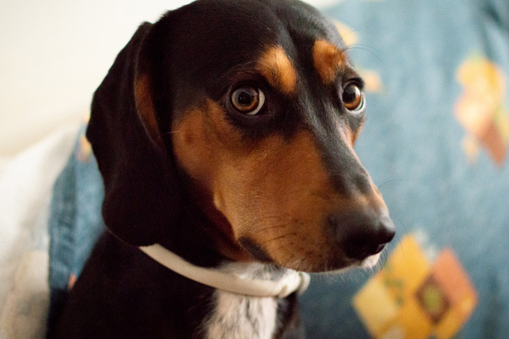 Новосибирца осудили за жестокое убийство собаки