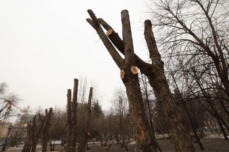 Обрубки деревьев в Первомайском сквере шокировали горожан