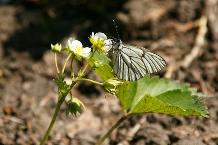 Вредные и полезные бабочки захватили посадки жителей Искитимского района