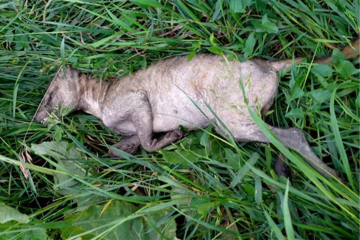 Житель Новосибирской области убил палкой чупакабру