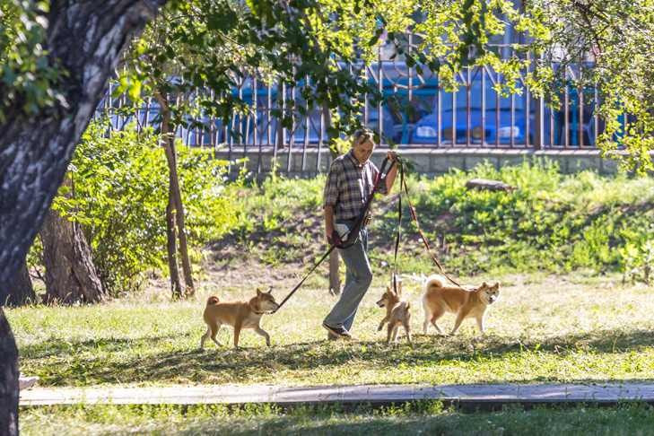 После падения яблони на школьника в Нарымском сквере снесут 177 деревьев