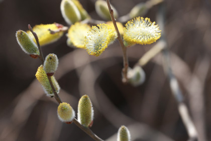 Жару в апреле-2026 предсказали «барашки» вербы в Новосибирске