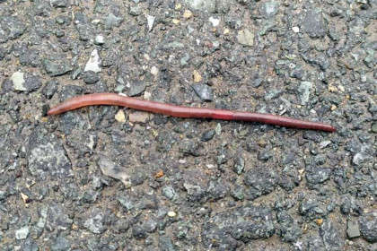 Дрожь земли: биолог объяснил обилие червей на асфальте в Новосибирске