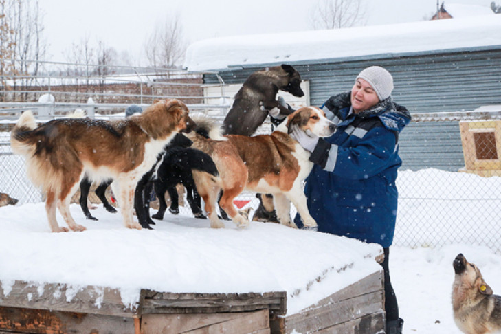 Новосибирск готов вступить в пилотный проект по строительству приютов для животных