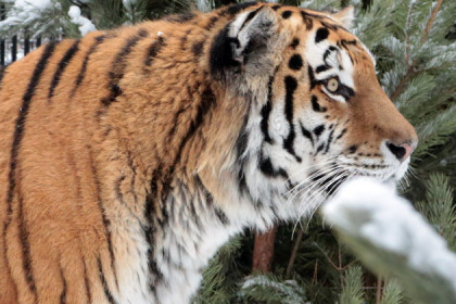 Тигра-призрака испугалась жительница Новосибирска