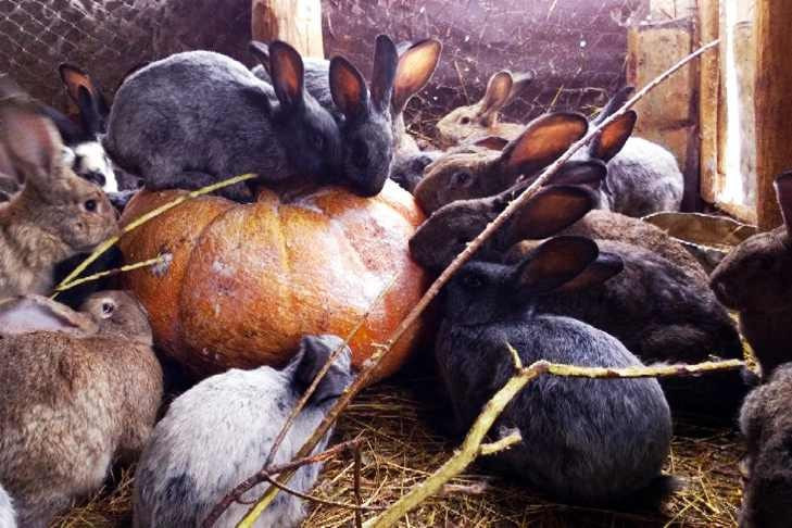 Сибирские кролики съели 400-килограммовую тыкву из США накануне Хэллоуина