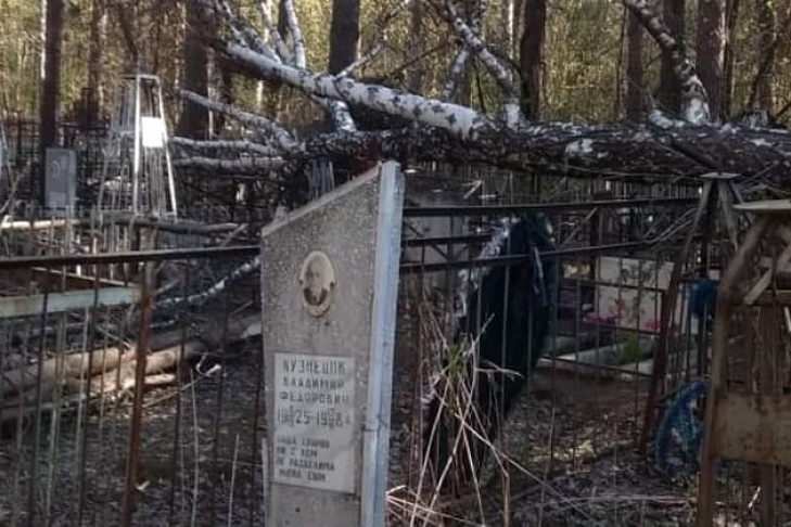 Береза рухнула на женщину в Радоницу на Заельцовском кладбище