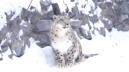 В Новосибирский зоопарк доставили снежного барса Серебряну из Челябинска