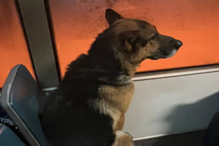 Собака-безбилетница три дня колесила на трамвае №13 в поисках хозяина