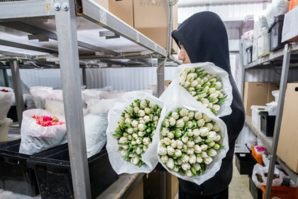 Сто тысяч тюльпанов отправили на экспорт из Новосибирска в Казахстан к 8 марта
